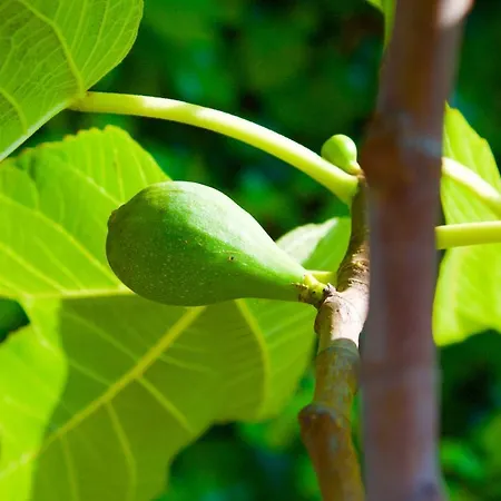 Bed and Breakfast Il Vulcano 3*