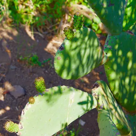 Bed and Breakfast Il Vulcano