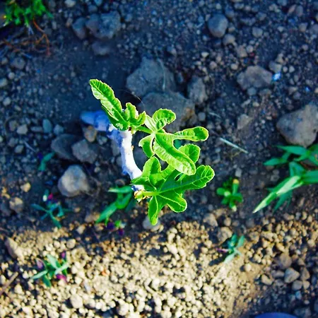 Il Vulcano Bed and Breakfast Aci Catena