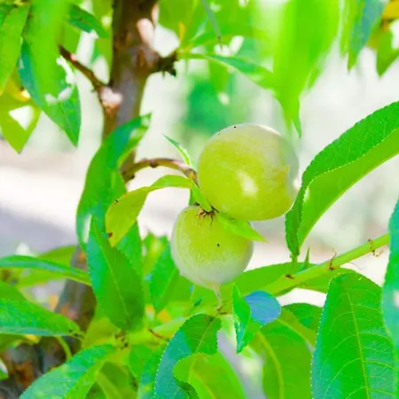 Bed and Breakfast Il Vulcano