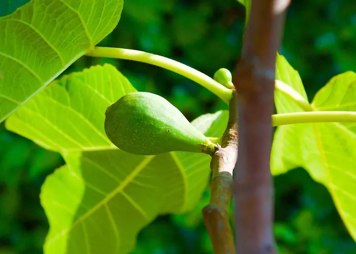 Couette-café Il Vulcano 3*