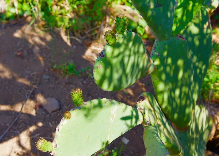 Couette-café Il Vulcano