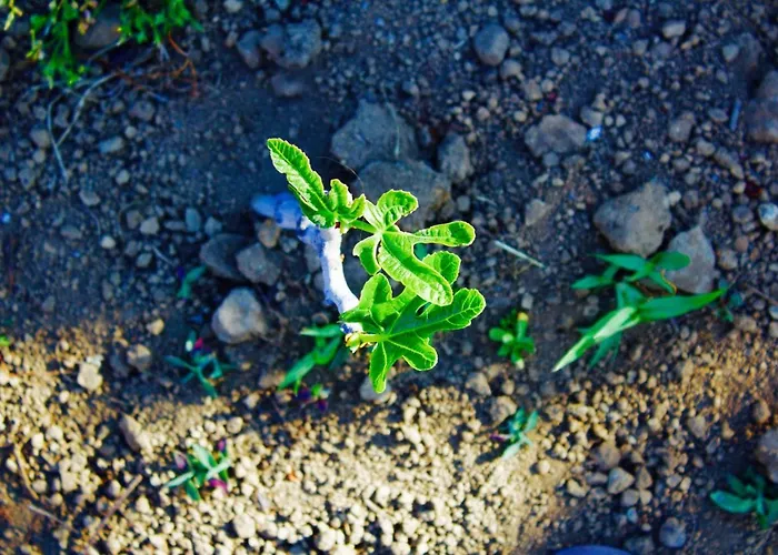 Il Vulcano Couette-café Aci Catena