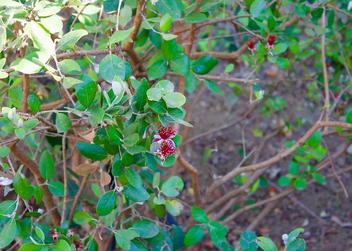 Il Vulcano Couette-café 3*