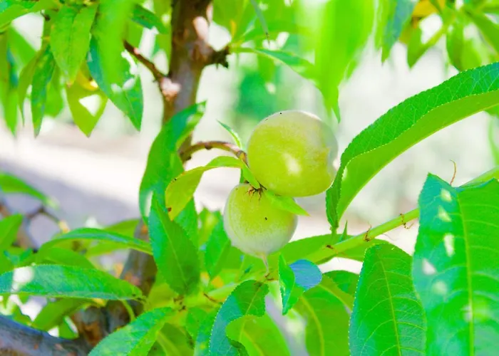 Couette-café Il Vulcano